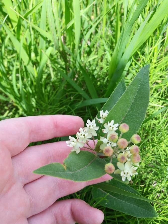 Asclepias ovalifolia 3
