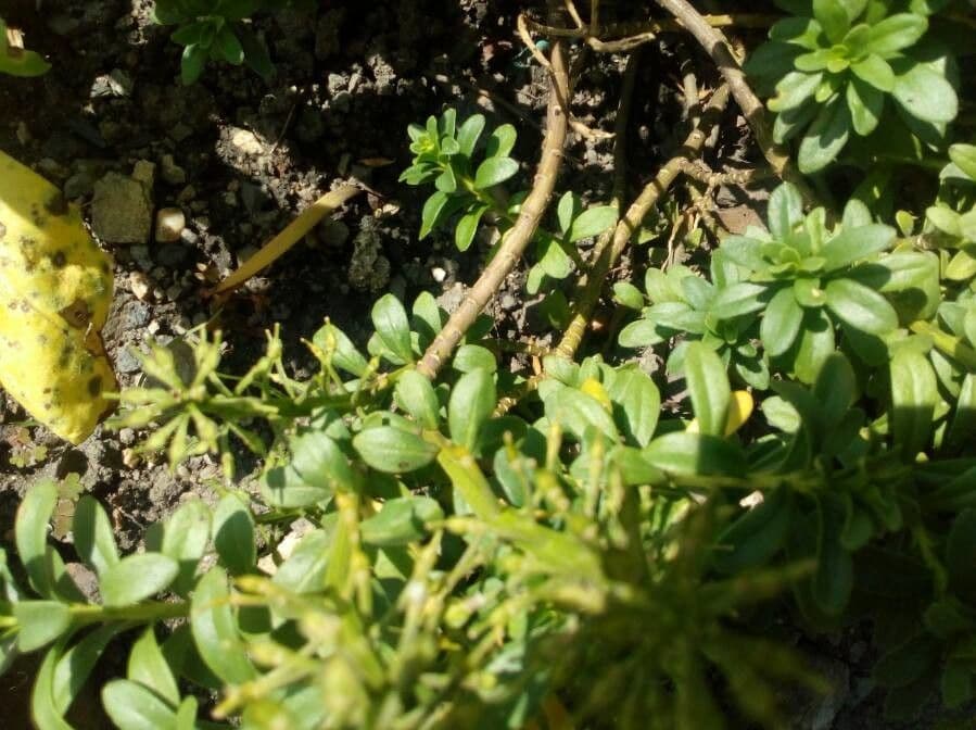 Iberis ciliata 21