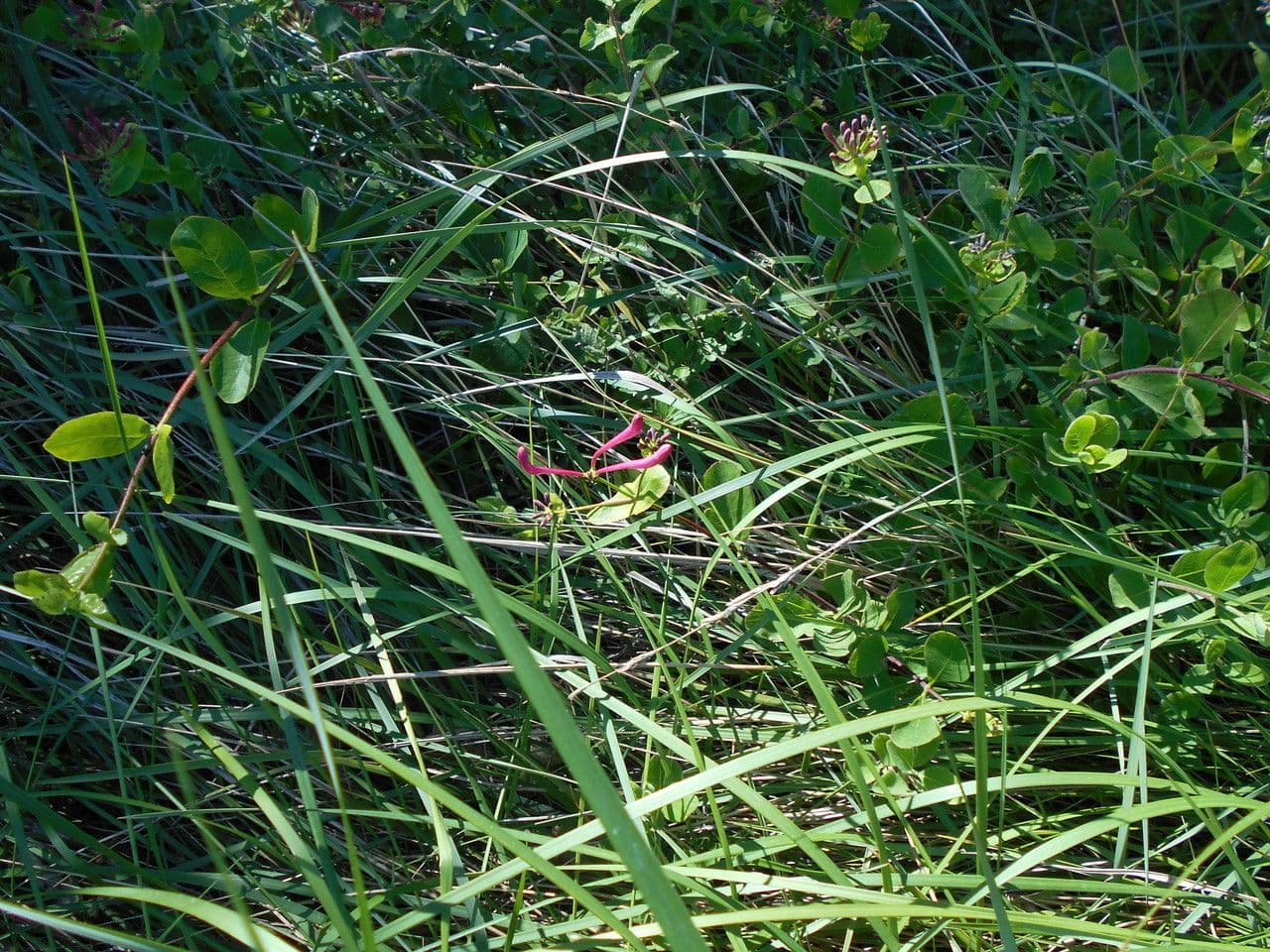 Caprifoglio etrusco 26