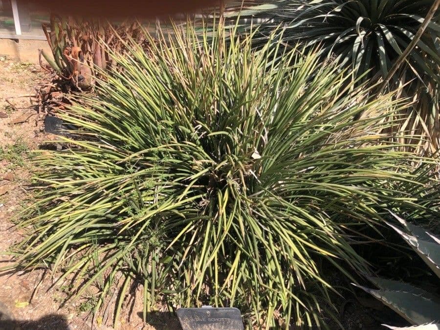 Schott-Agave 9