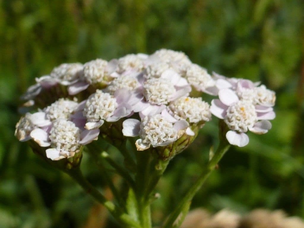 Achillea roseo-alba 2