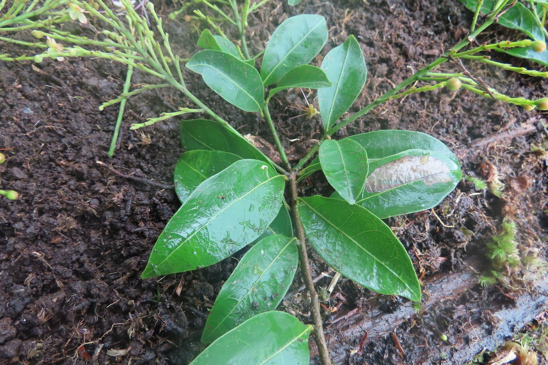 Hirtella triandra 18