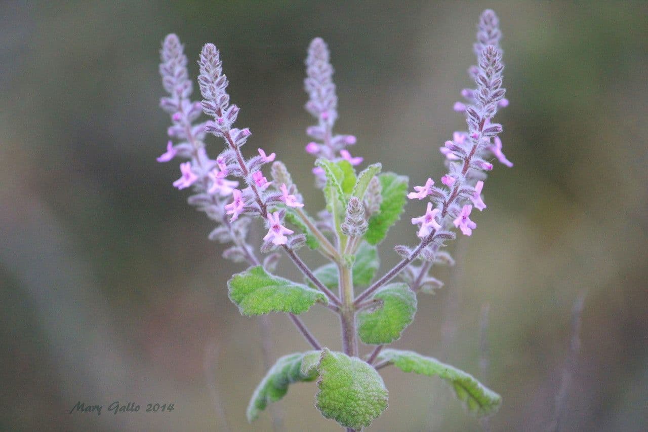 Aloysia 2