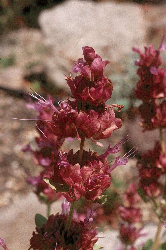 Salvia pachyphylla 6