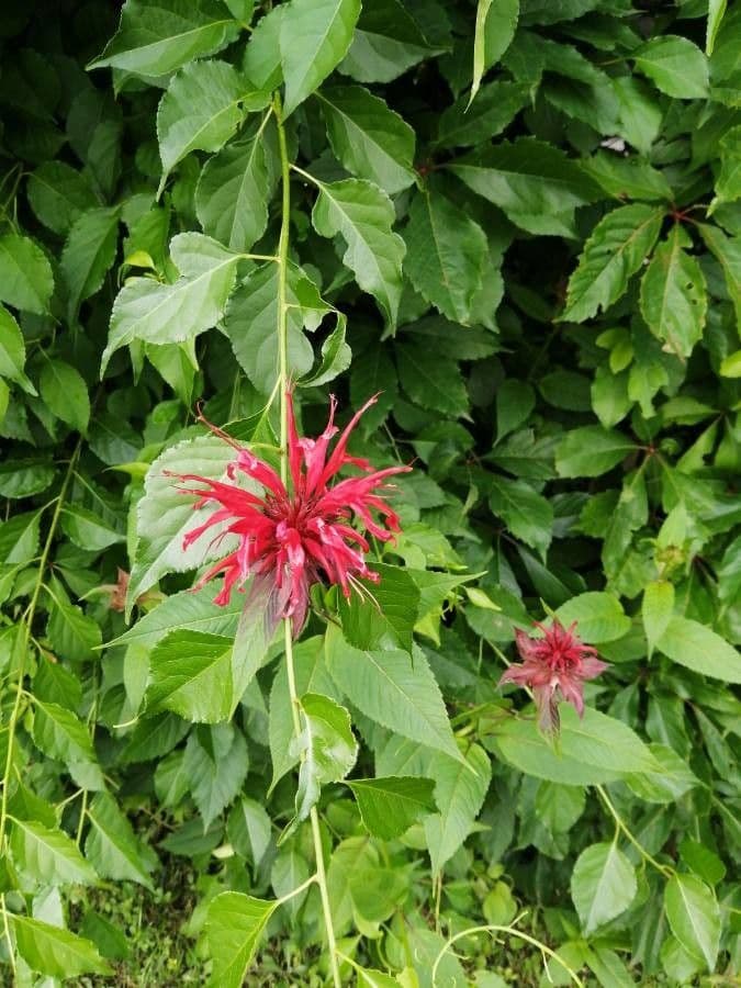 Monarda didyma 3