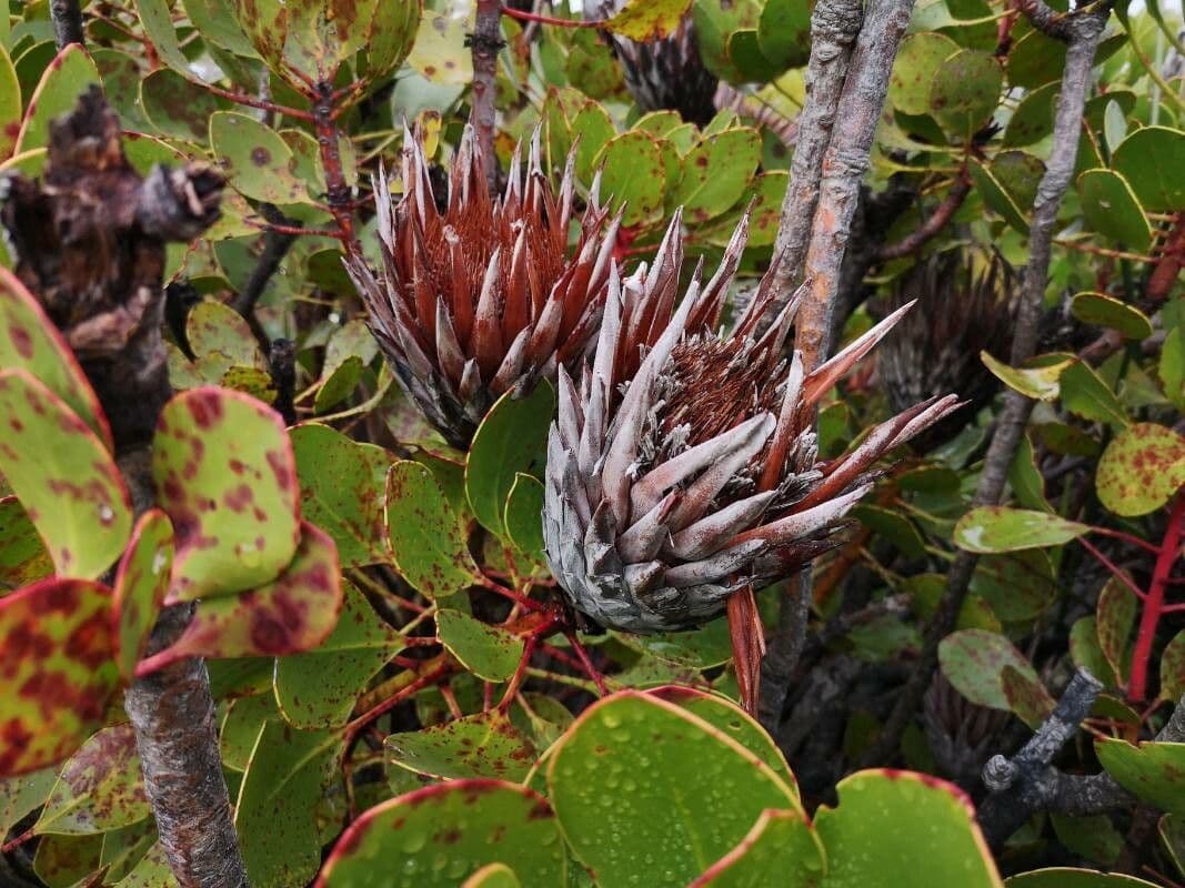 Protea carciofoide 2