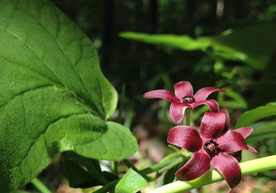 Matelea 6