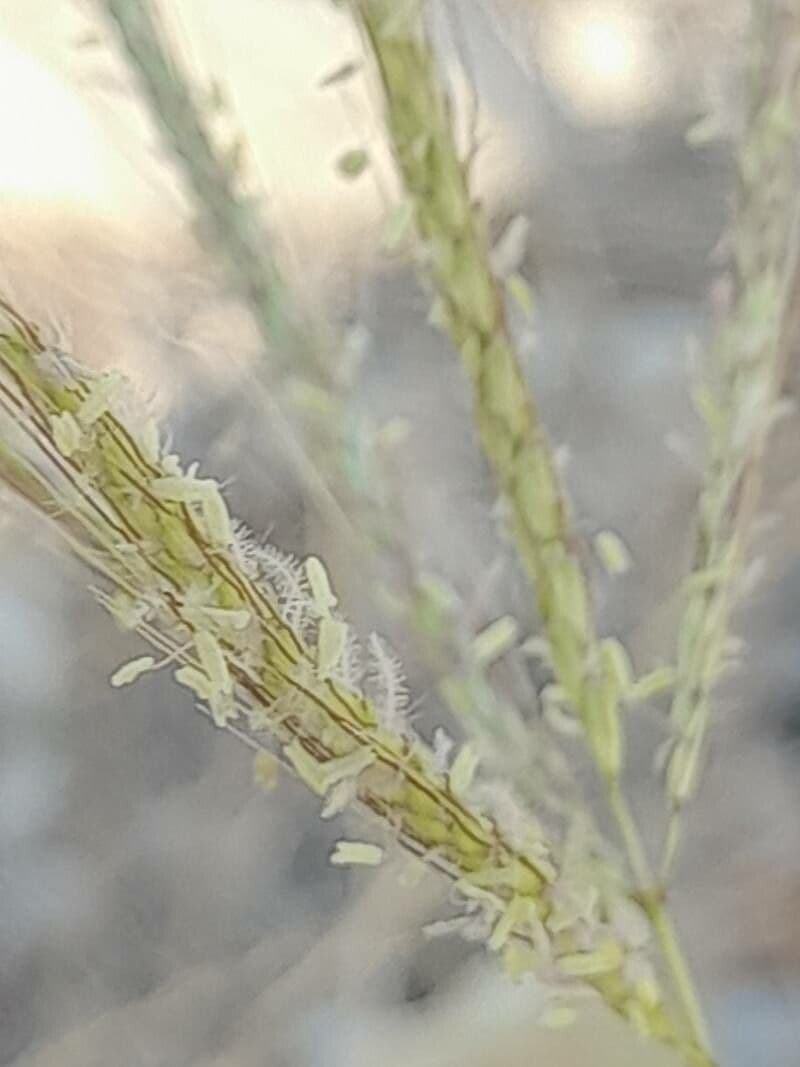 Dichanthium annulatum 8
