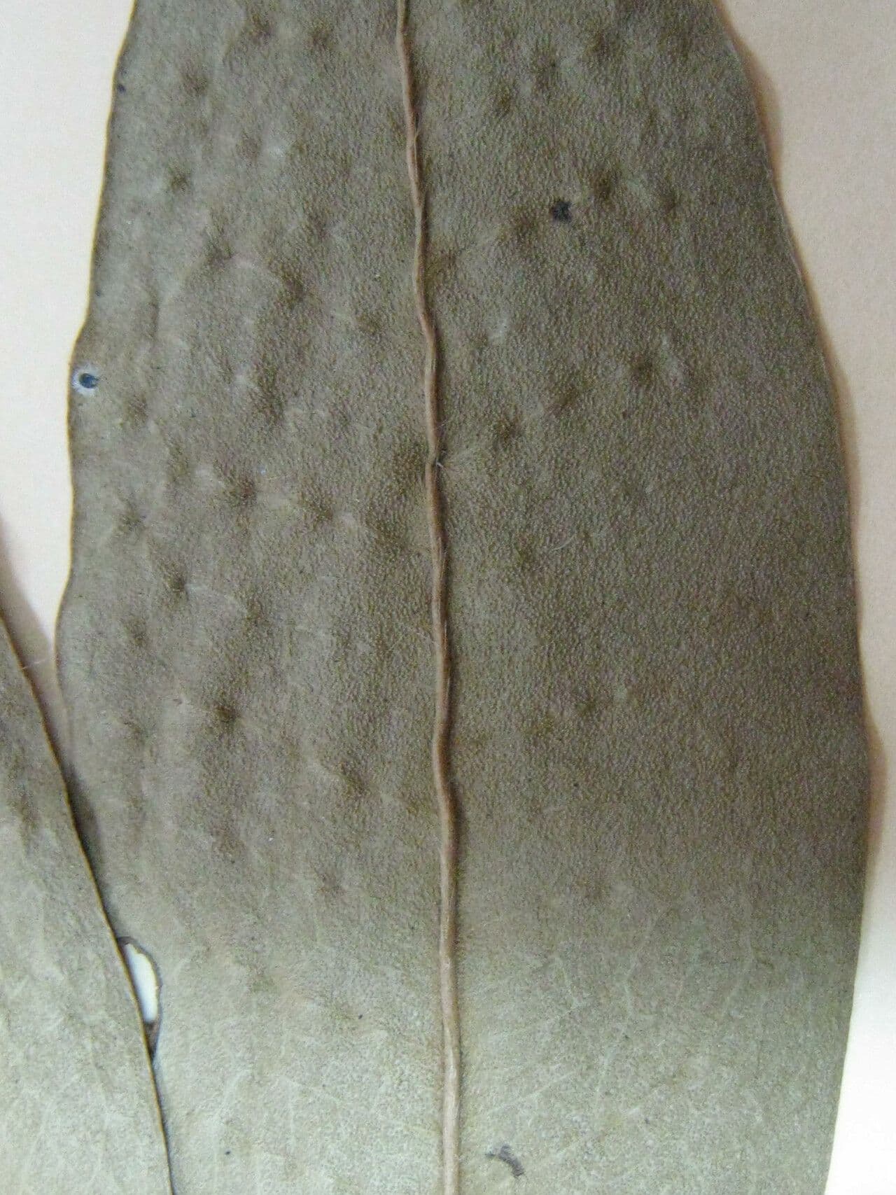 Oxandra 3