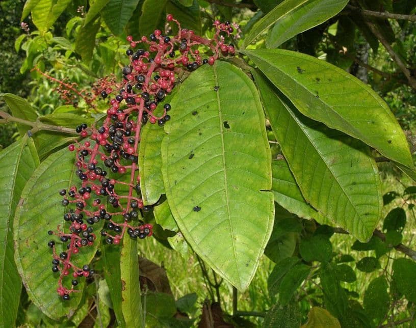 Miconia a tre nervature 7