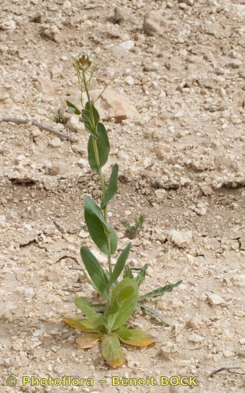 Conringia orientale 24