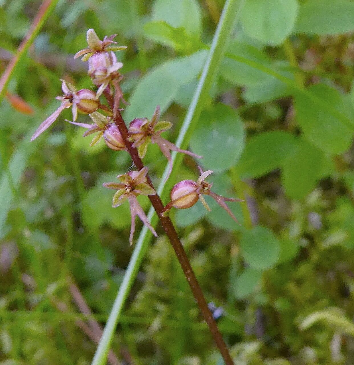 Lesser twayblade 23