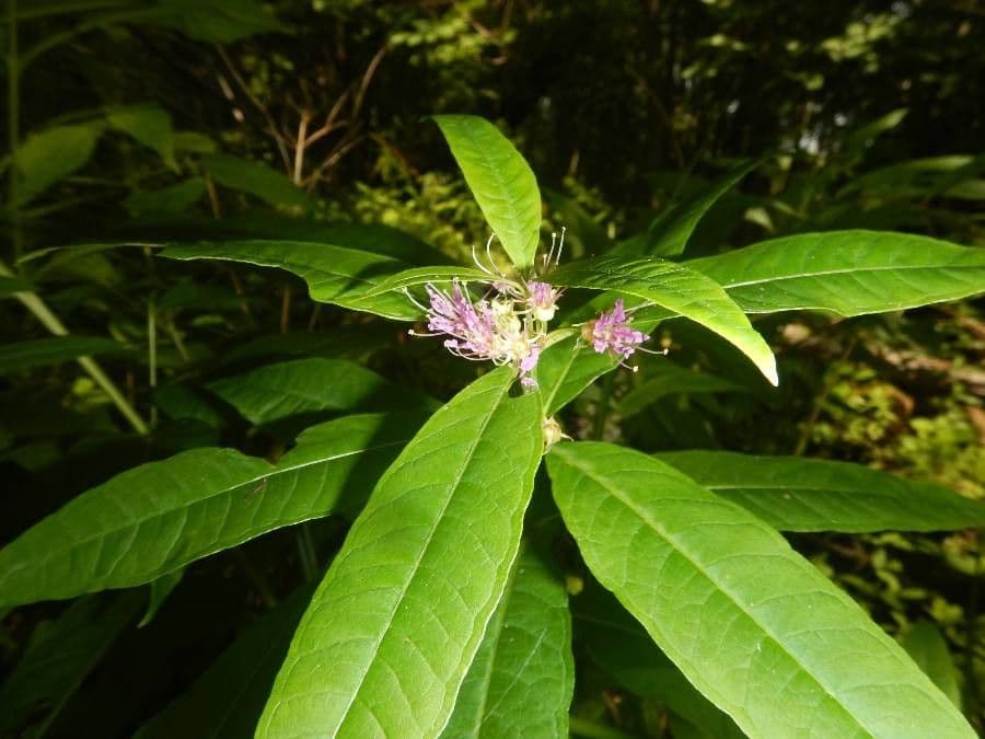 Decodon verticillato 6