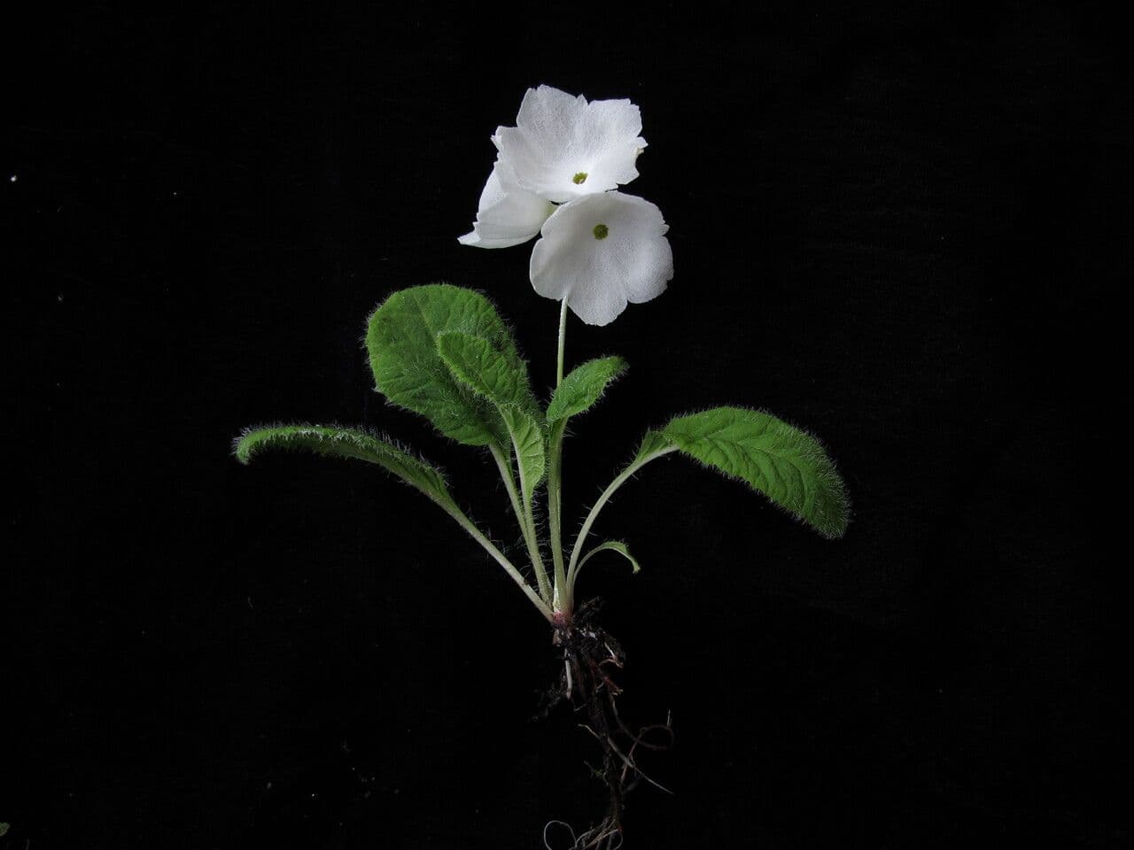Primula 4