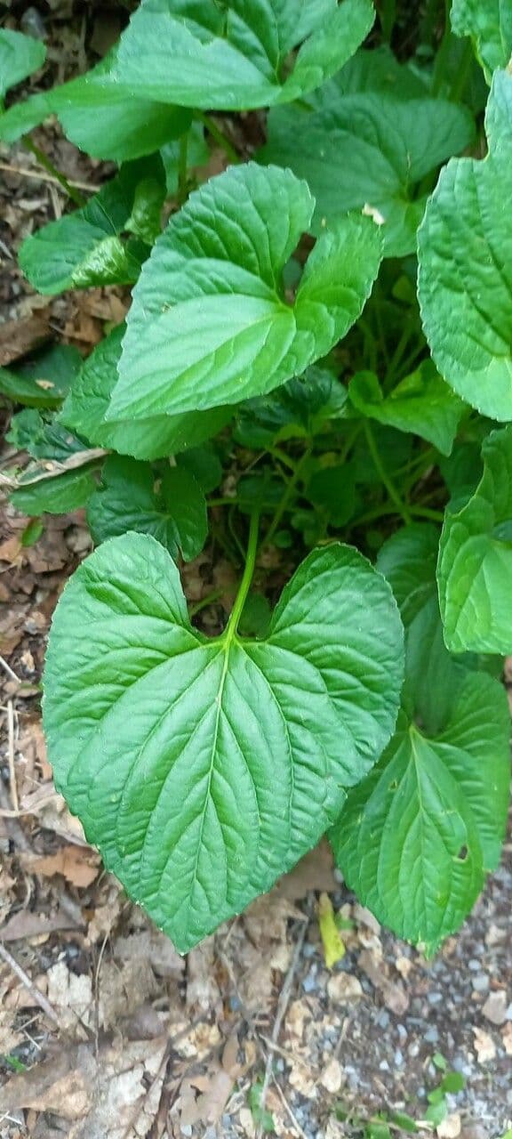 Viola mirabile 19