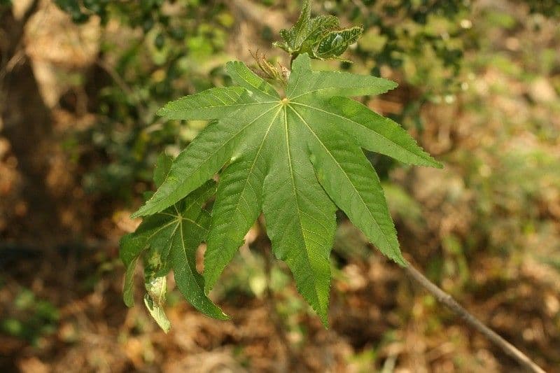 Dombeya 19