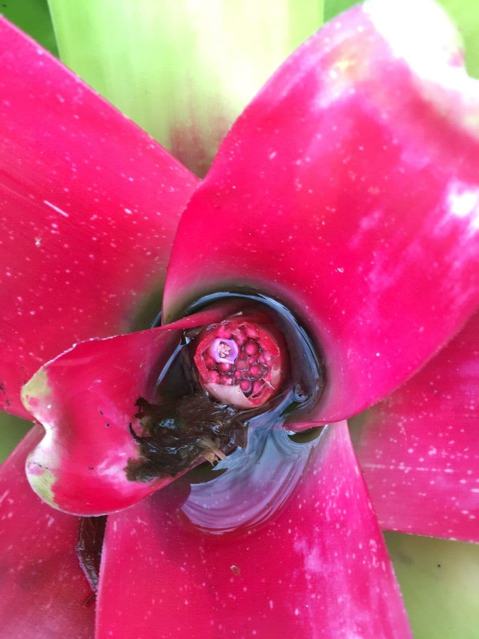 Bromelia arrossata 19