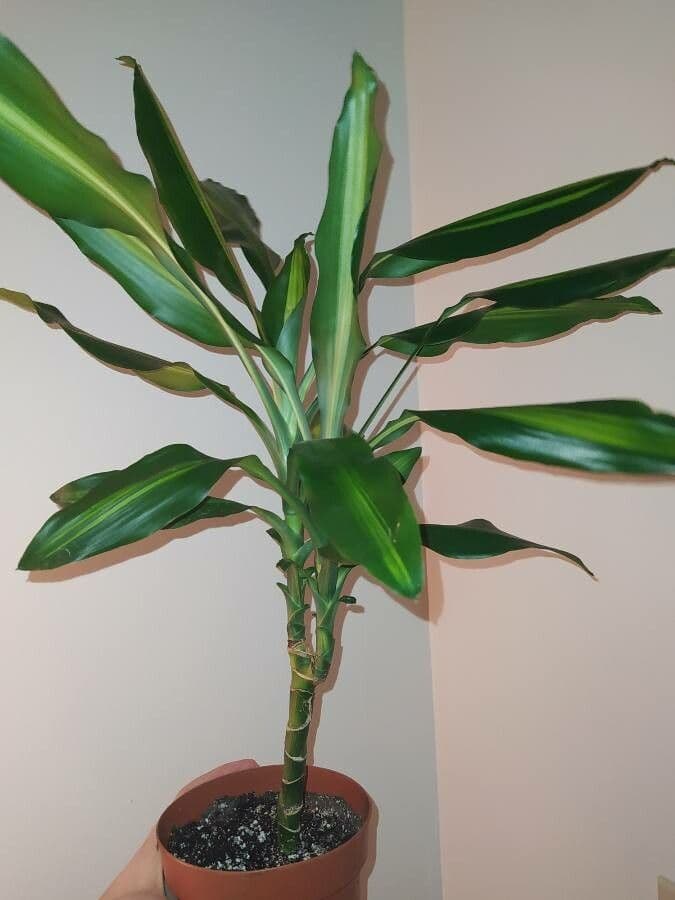 Duftende Drachenbaum 14