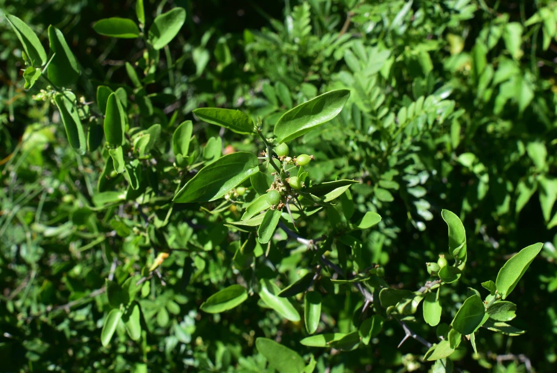 Pachysandra 2