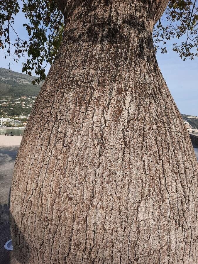 Wollbaum 21
