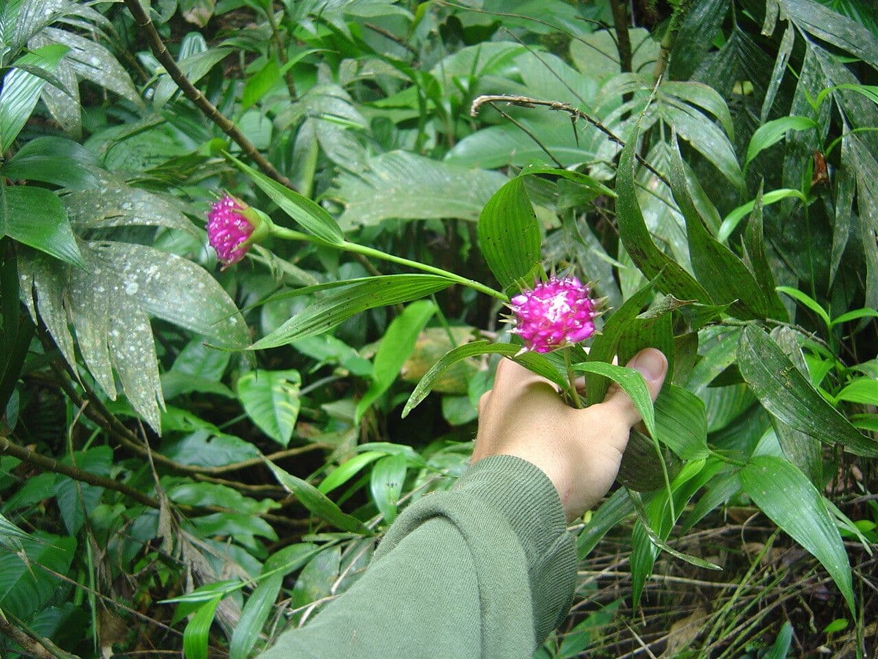 Elleanthus brazylijski