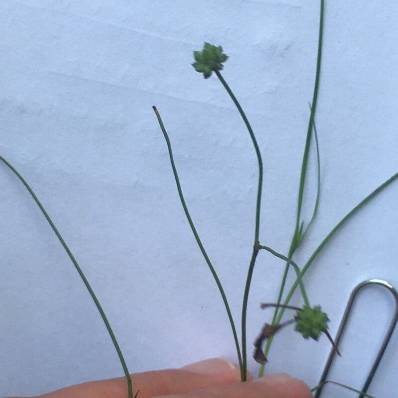 Alisma ranuncoloide 16