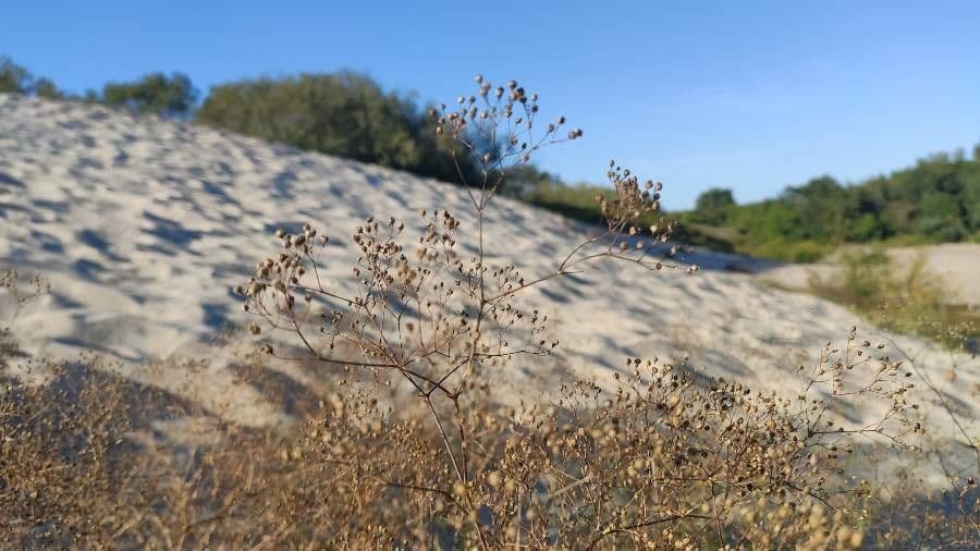Gipsofila paniculada 3