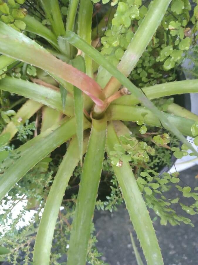 Bromelia 11