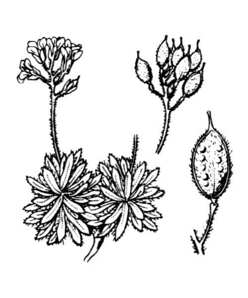 Draba 6