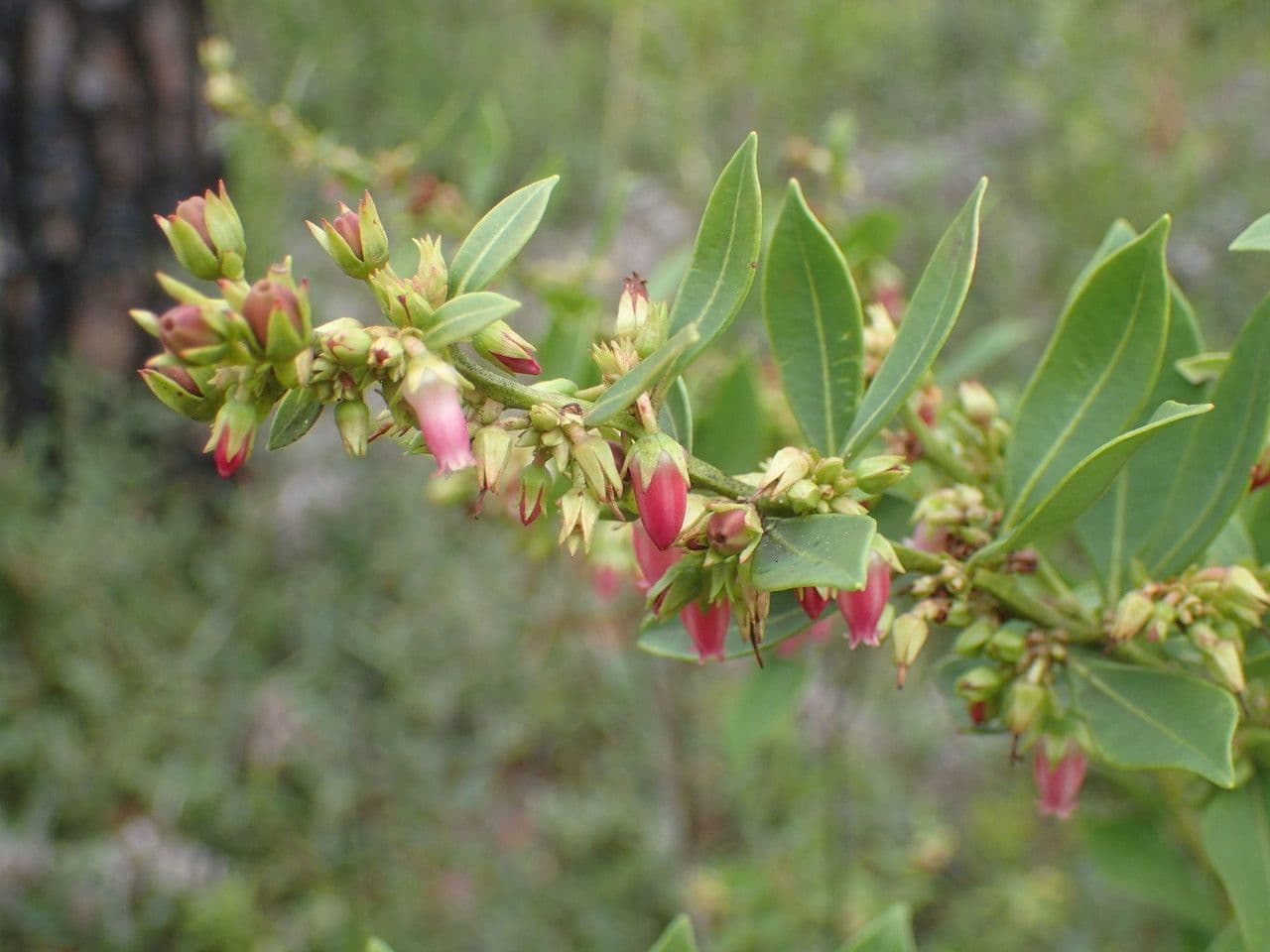 Lyonia lucida 9