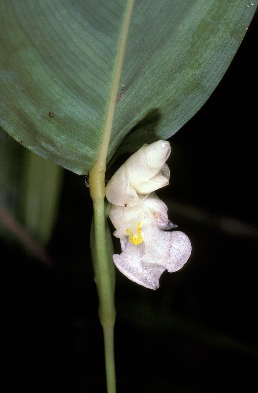 Myrosma