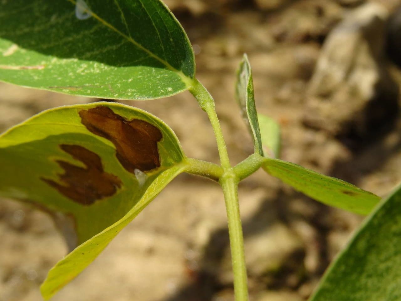 Piscidia carthagenensis 16
