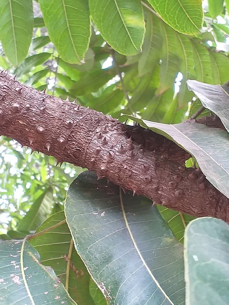 Zanthoxylum 5