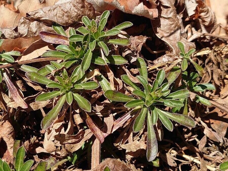 Alyssoides utriculata 18