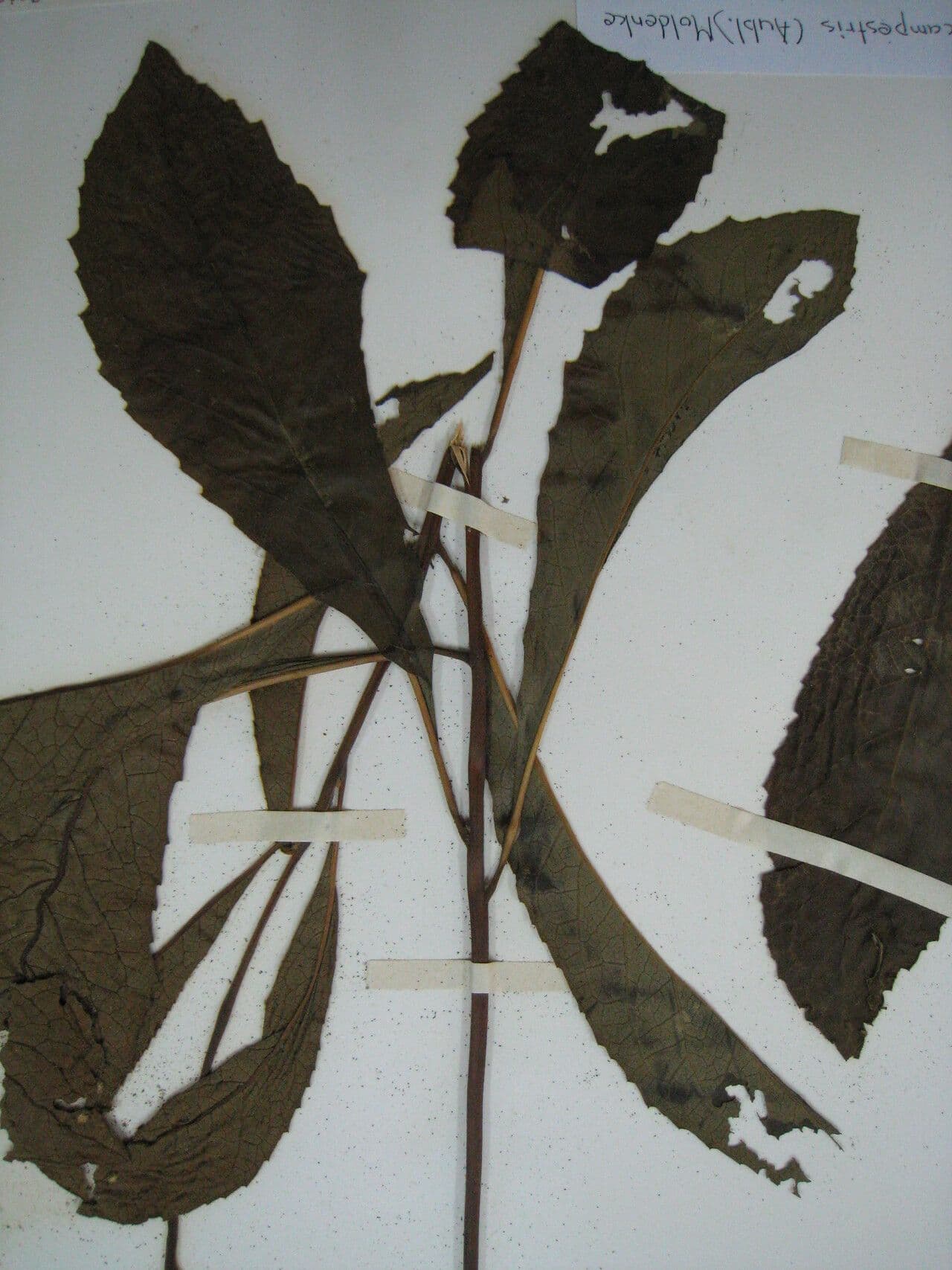 Amasonia 12