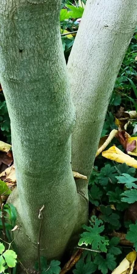 Alangium platanolisté 13