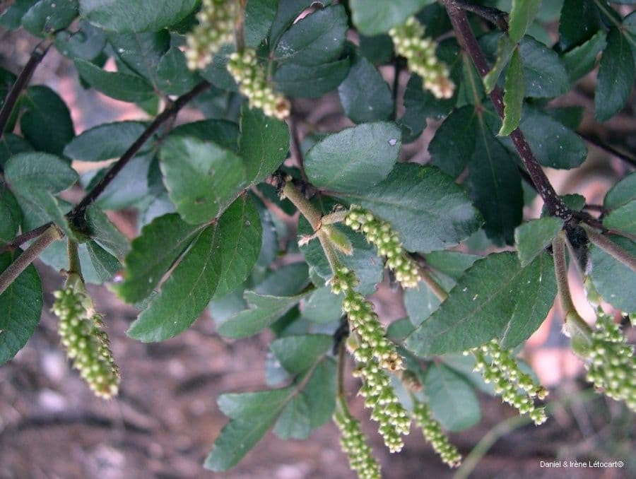 Cunonia