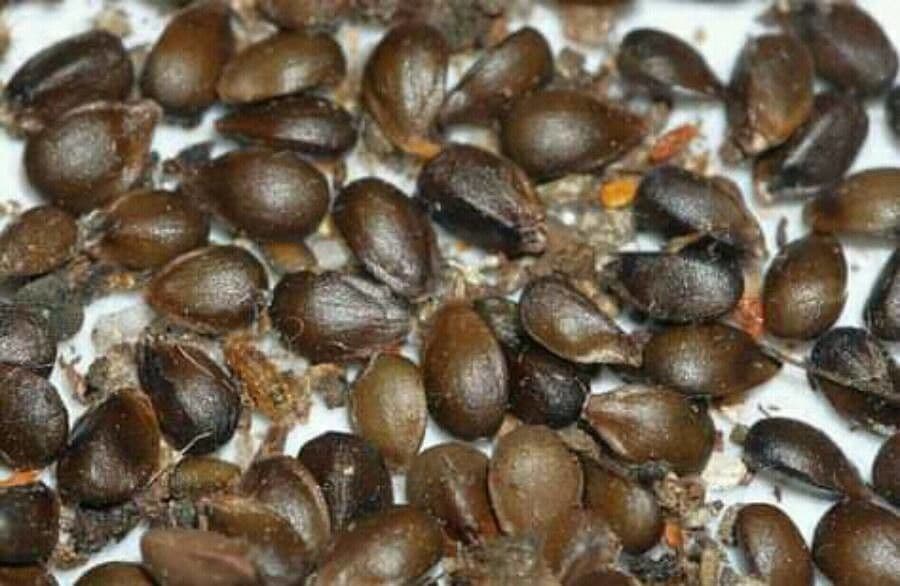 Sideritis syriaca 4