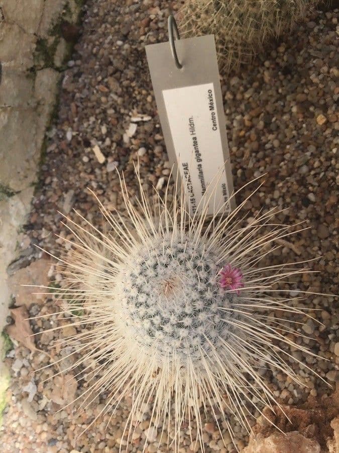 Mammillaria 4