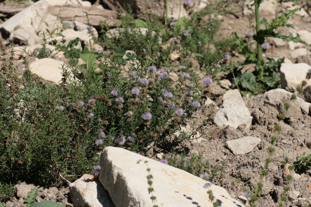 Menta cervina 6