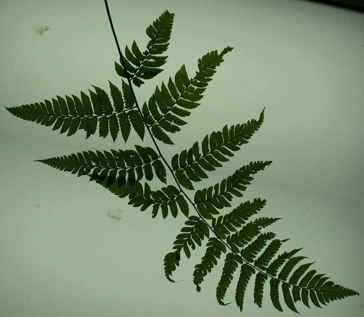 Polybotrya 9