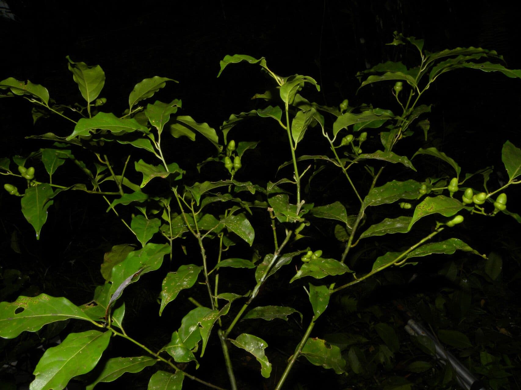 Ocotea cernua 9