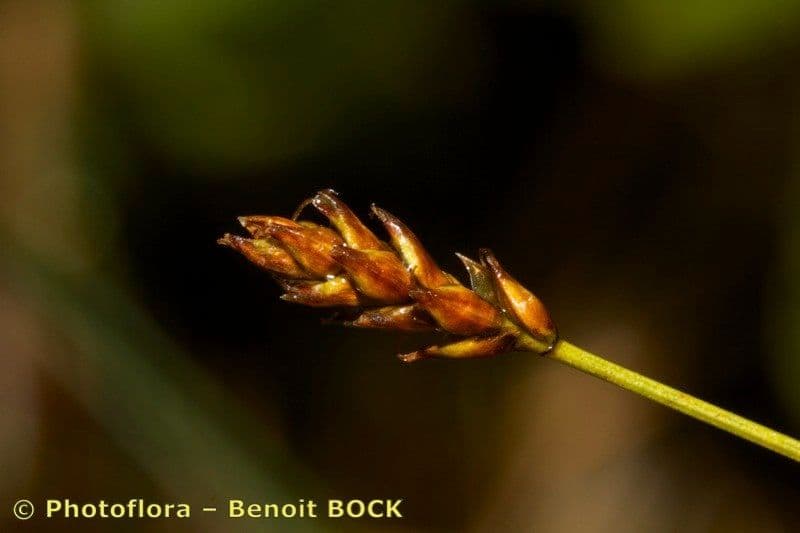 Carice dioica 2