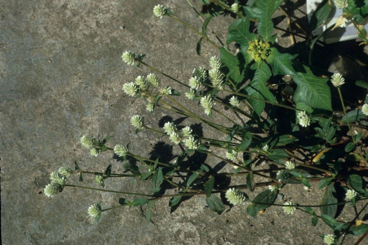 Yellow joyweed 8