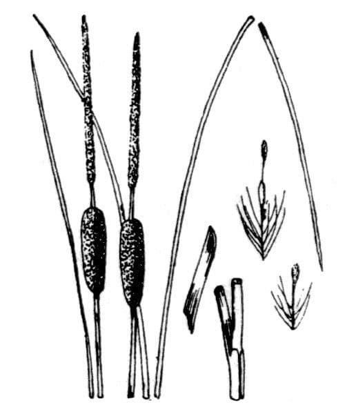Typha laxmannii 11