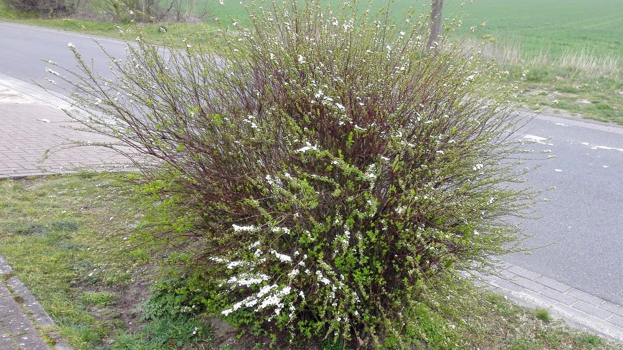 Spirea ipericifolia 10