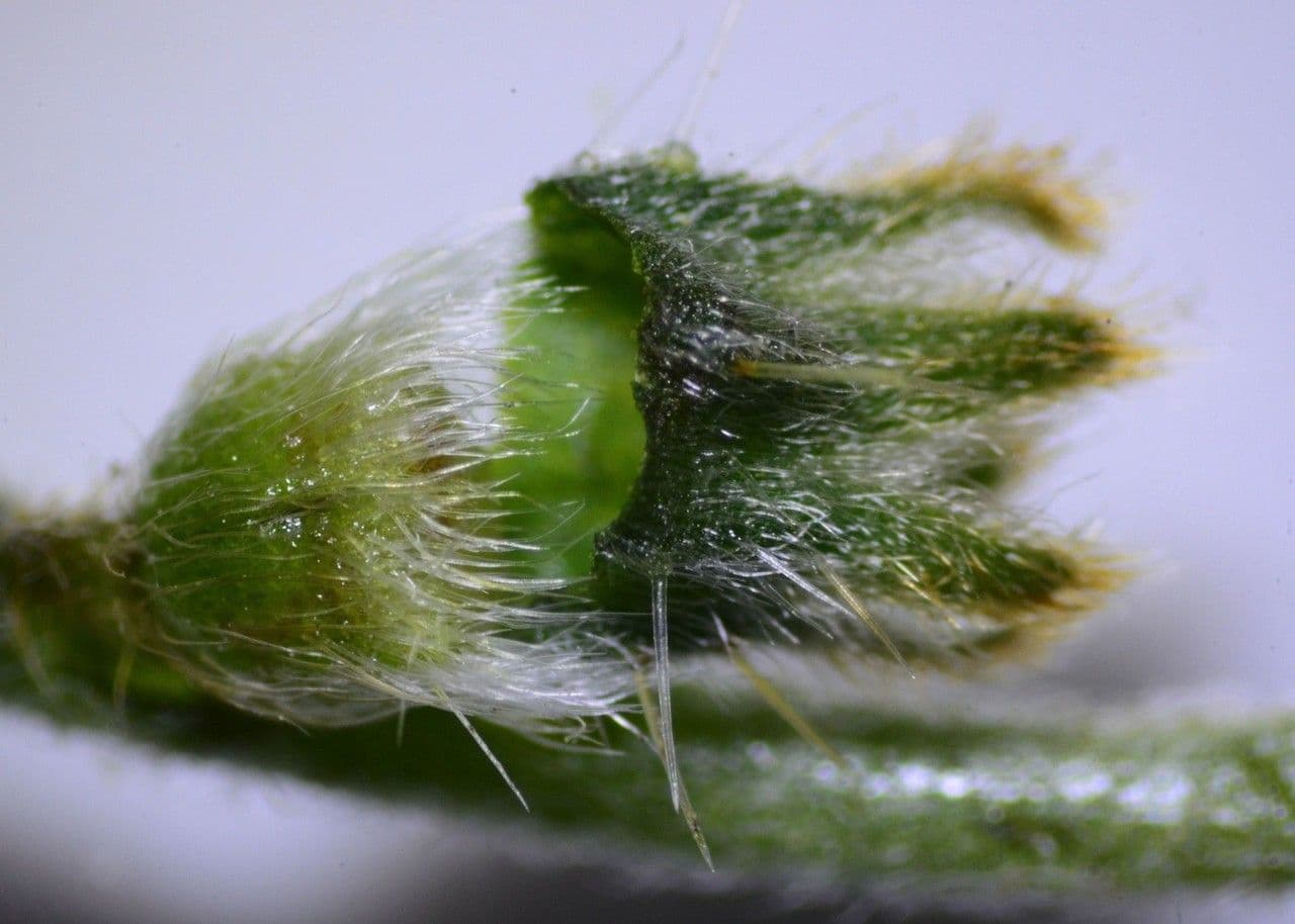 Plagiobothrys nothofulvus 3