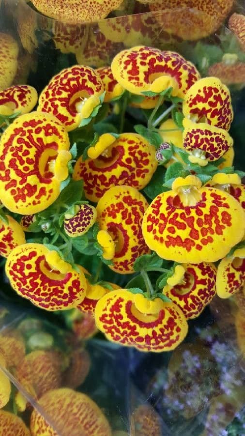 Calceolaria 7