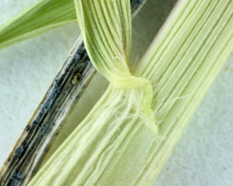 Avena della California 12