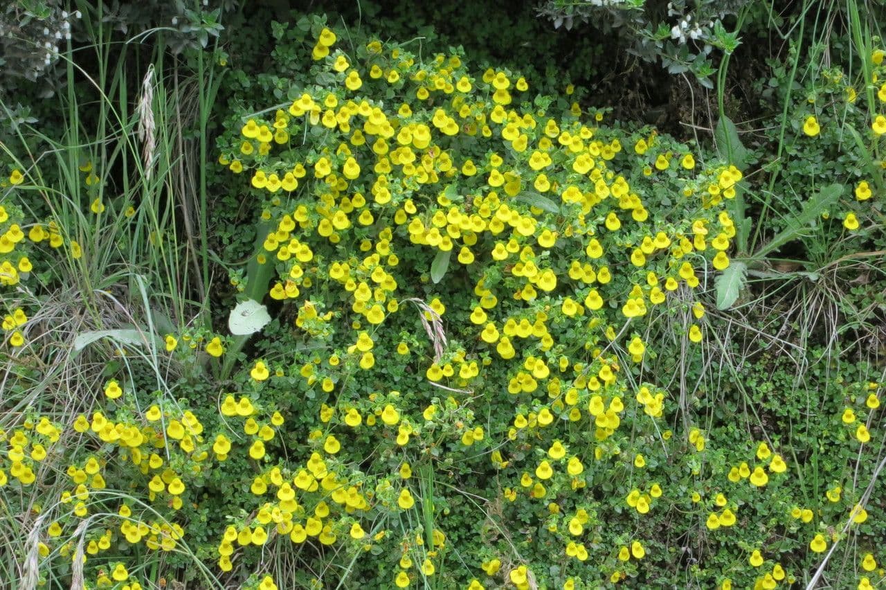 Ponožkovka 9